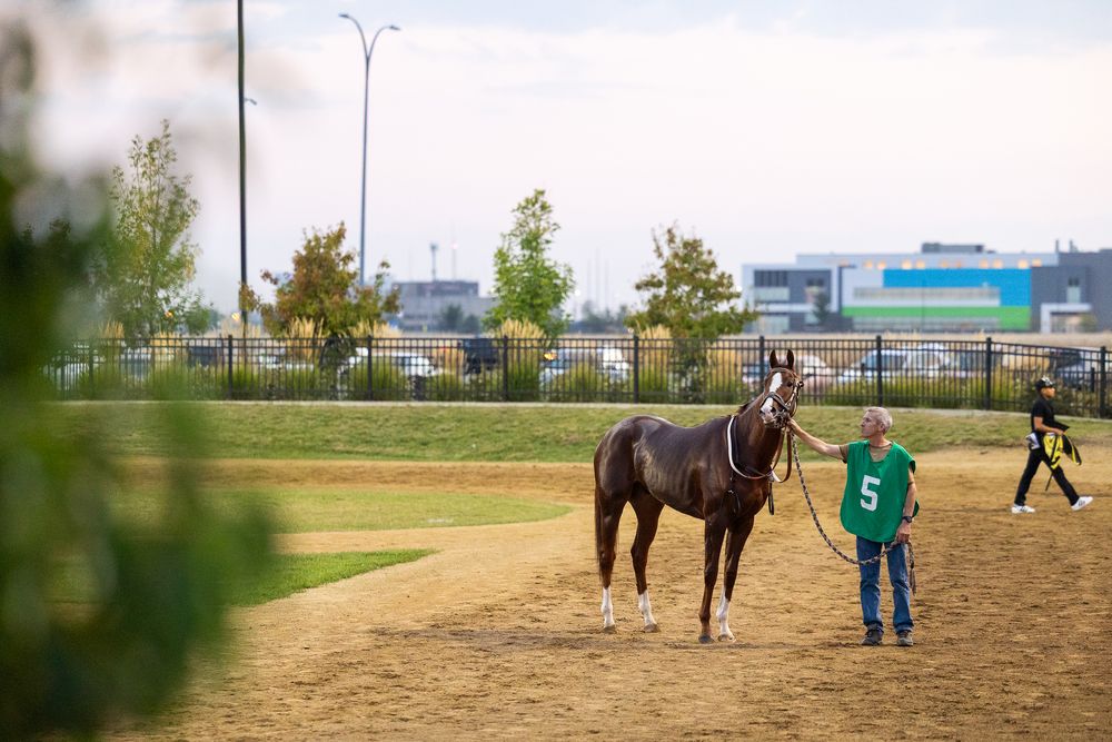 A dark horse wearing number 5 is led by a handler in a sandy paddock area.