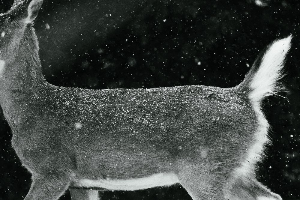 A deer stands in falling snow captured in dramatic black and white photography.