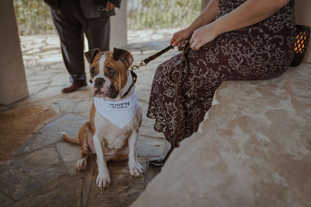 Brown and white pit bull terrier wearing a white bandana sits on stone patio while being held on leash.