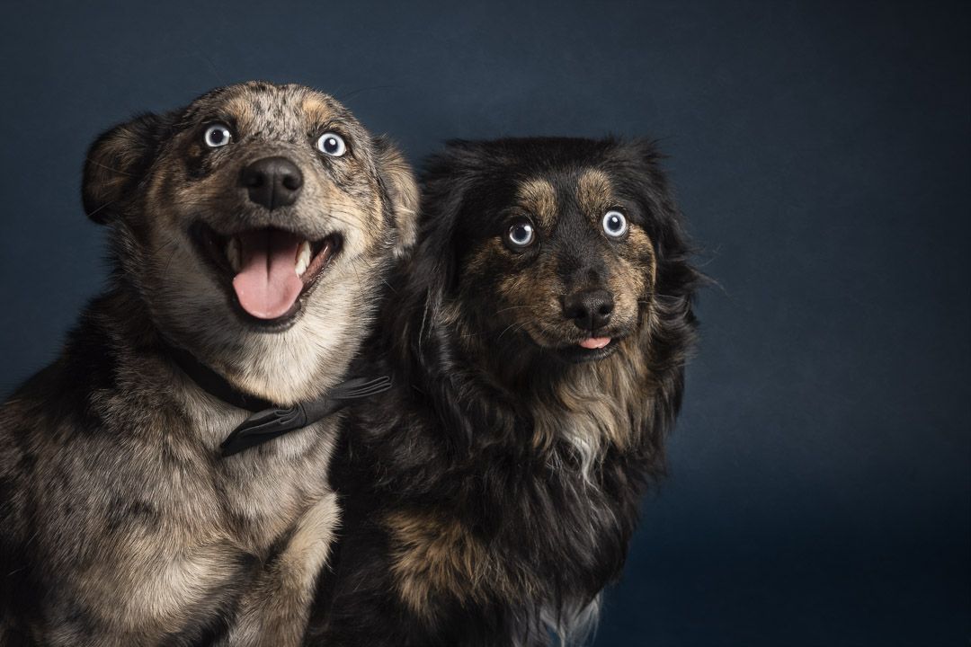 Fine-art portret van twee honden samen in de studio, luxe hondenfotografie Brabant