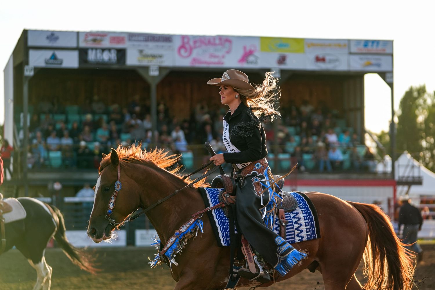 Falkland Stampede