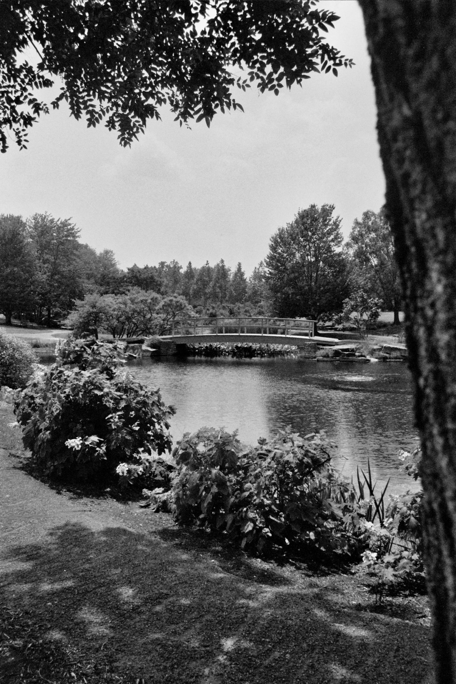A serene black and white landscape view of a lake surrounded by trees and shrubs with a gentle shoreline. Cox Arboretum, Miamisburg Ohio