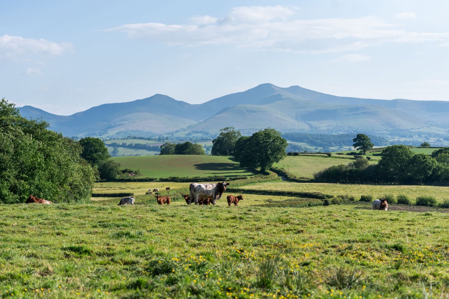 Rolling green hills and mountains form a scenic pastoral landscape with grazing horses in the distance.