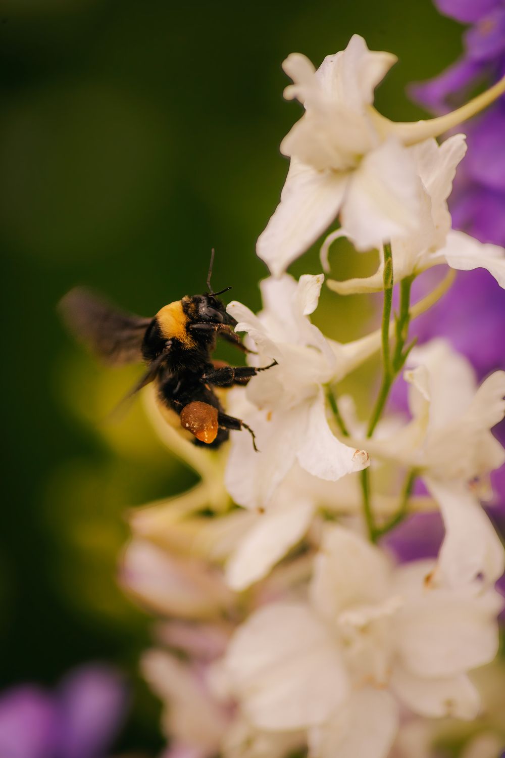 A bumblebee collects pollen from delicate white flowers with purple accents in a macro nature photograph.