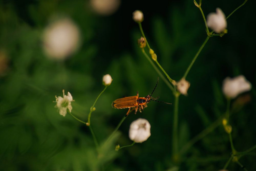 An orange beetle perches on a thin green stem among delicate white flowers against a dark background.