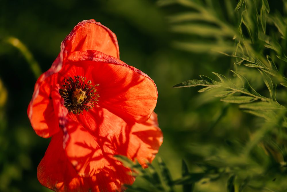 A vibrant red poppy flower blooms against a lush green background in soft focus natural lighting.