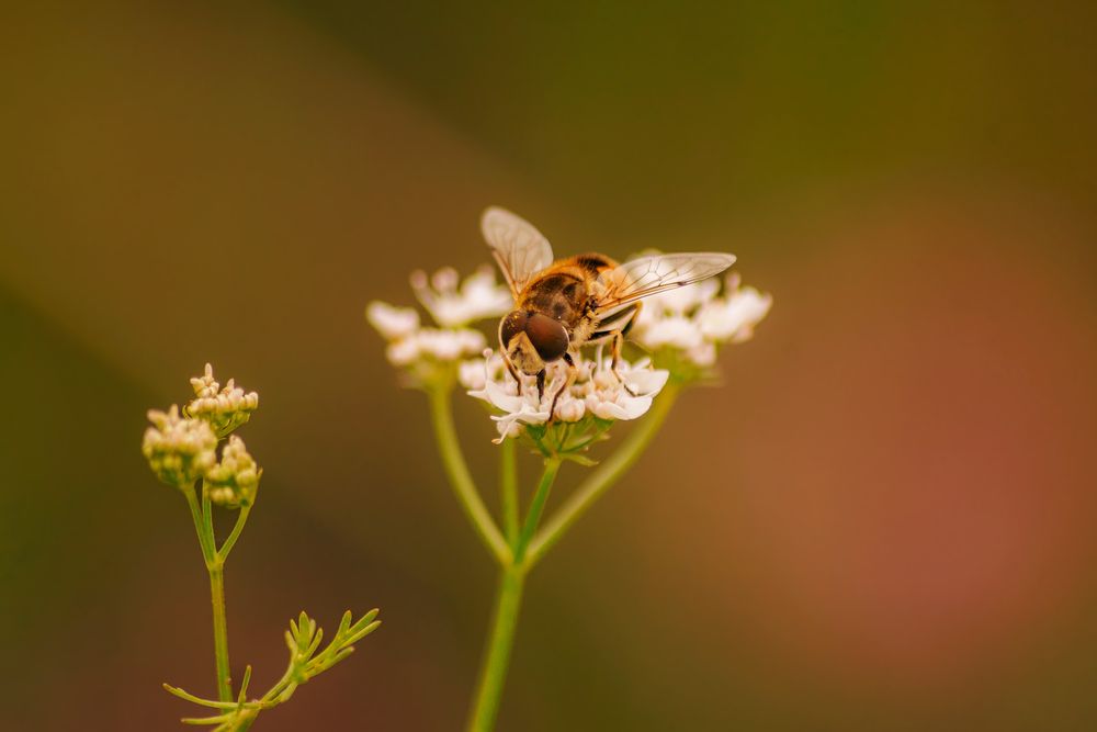 Honey bee collects nectar from small white wildflowers against warm blurred background in macro photography.