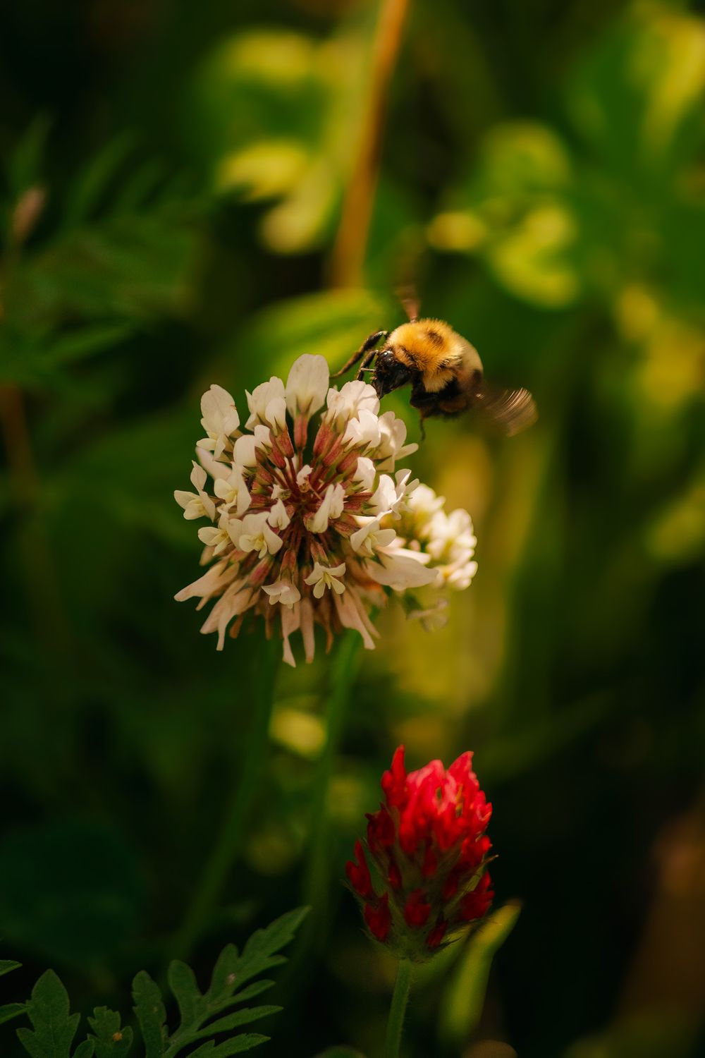 A bee pollinates a white clover flower with a red Indian paintbrush bud in the background against blurred green foliage.