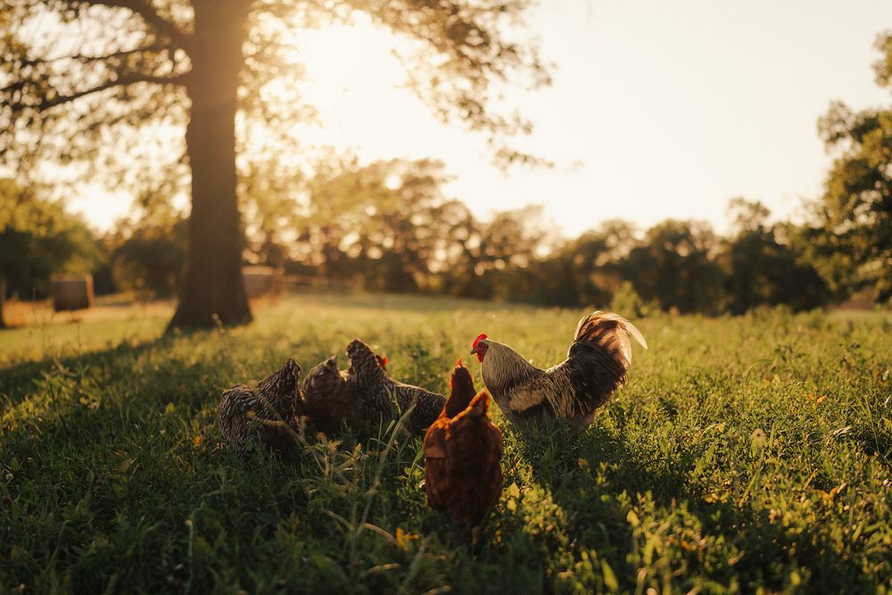 Free range chickens forage in a grassy pasture at sunset with golden light filtering through trees in the background.