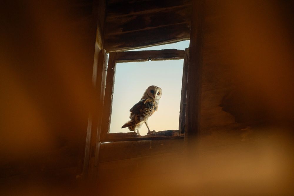 A silhouetted barn owl perches in a rustic window frame against bright backlit sky.