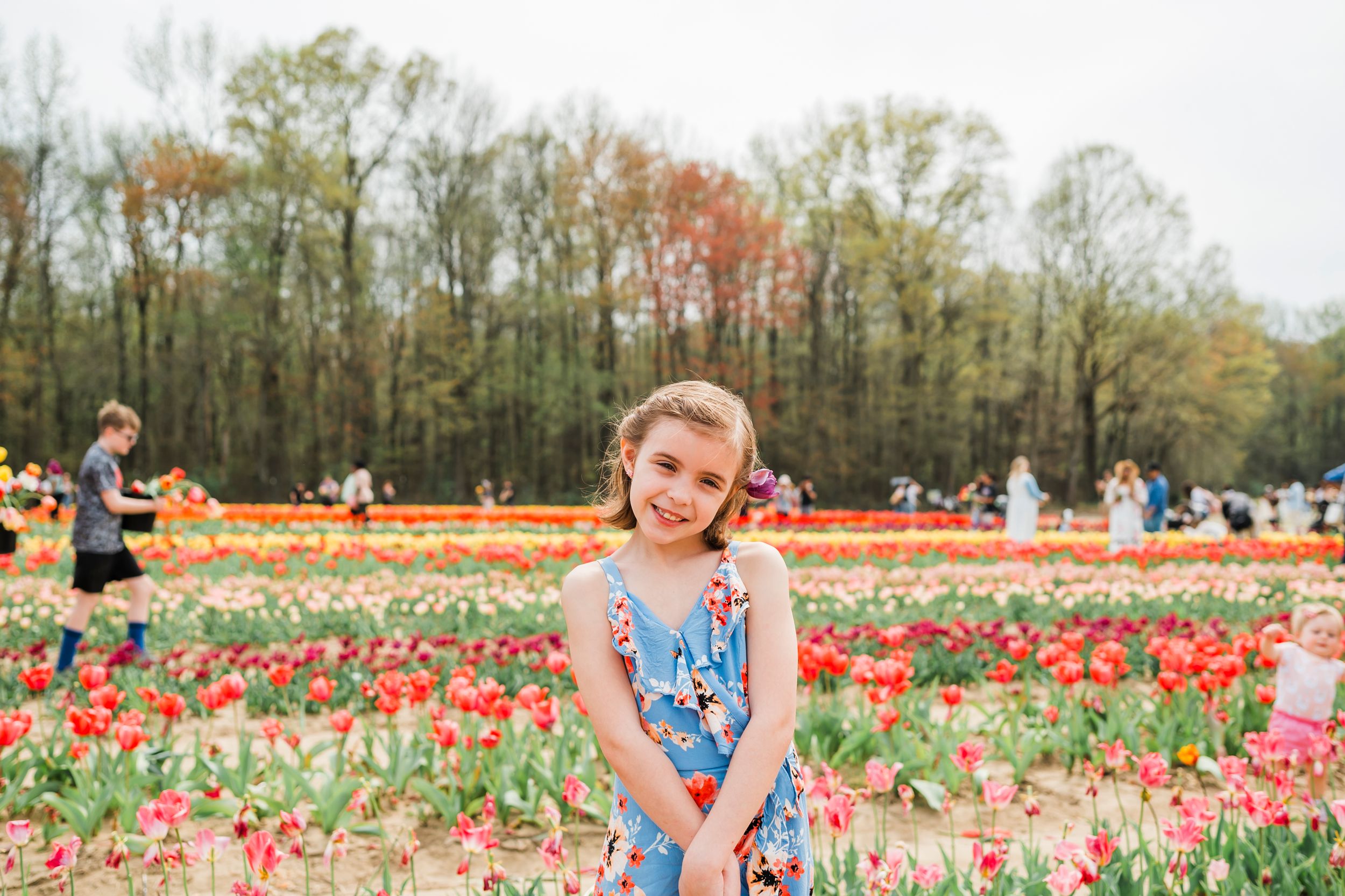 A colorful tulip field with bright red and yellow flowers blooms in springtime alongside trees and visitors.