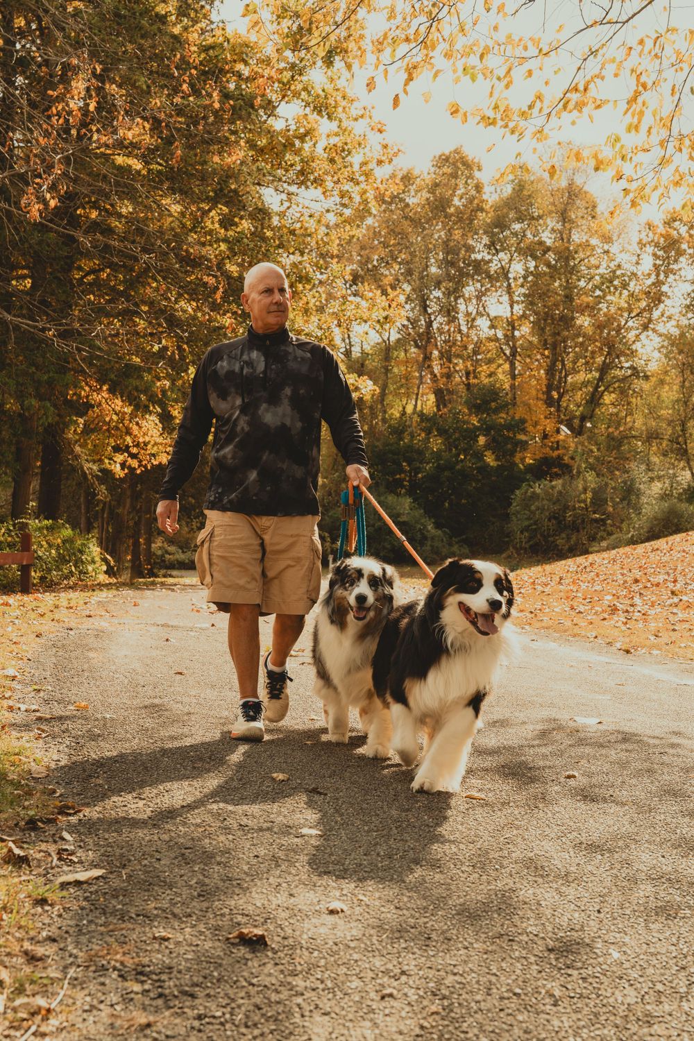 Two Australian Shepherds walking on a path surrounded by autumn trees with golden foliage.