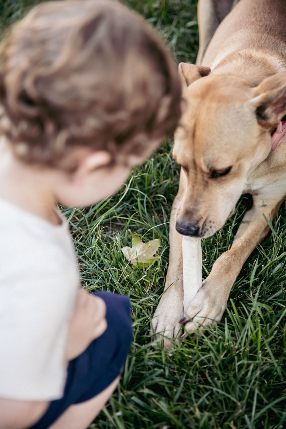 child and dog in backyard