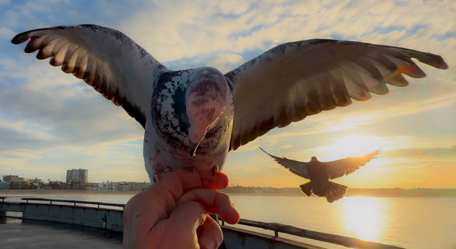 Pigeons with spread wings against dramatic sunrise sky over water.