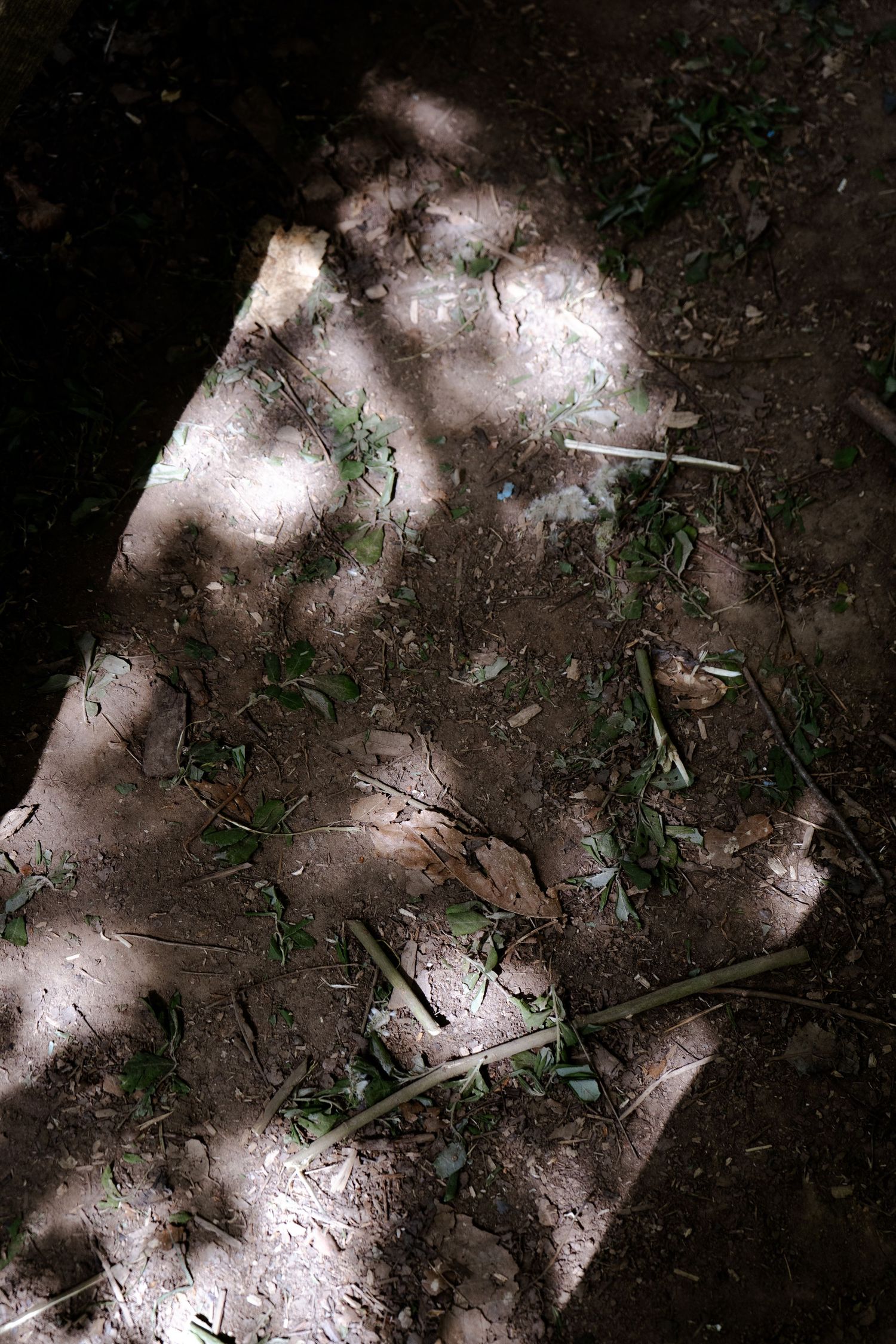 Dappled sunlight creating patterns on dark garden soil.