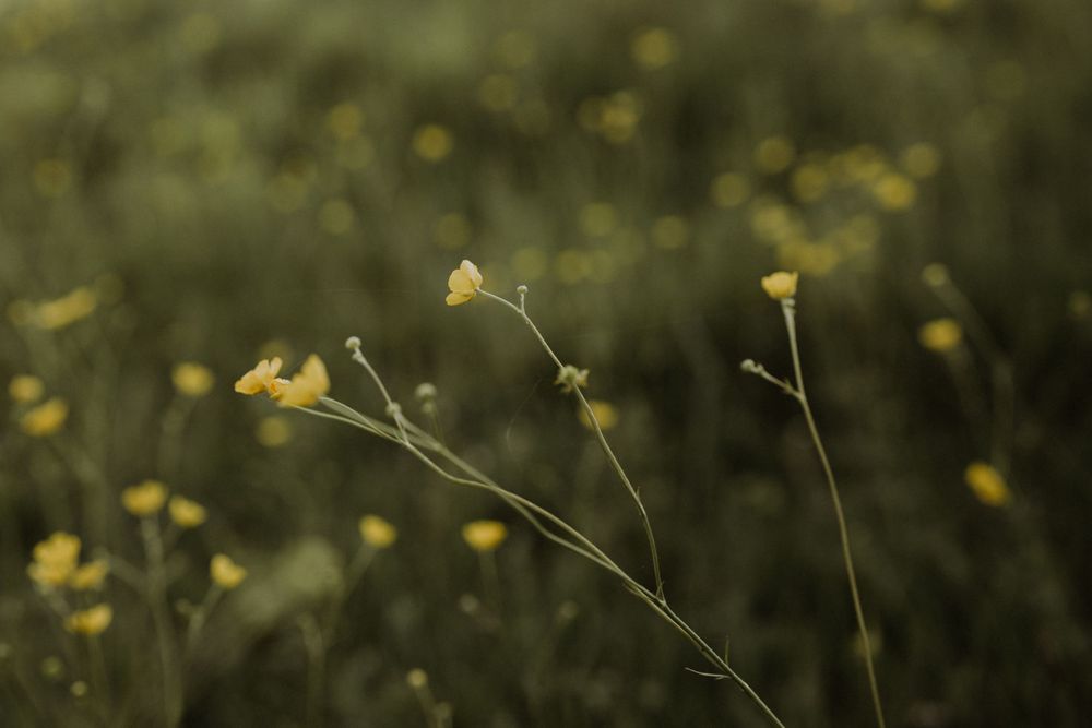 Delicate yellow wildflowers bloom against a blurred natural green background.