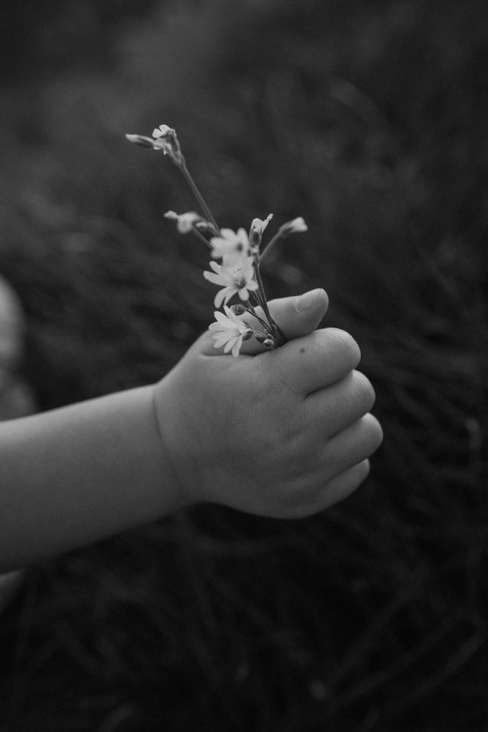 A small hand holds delicate white wildflowers against a dark background in black and white.