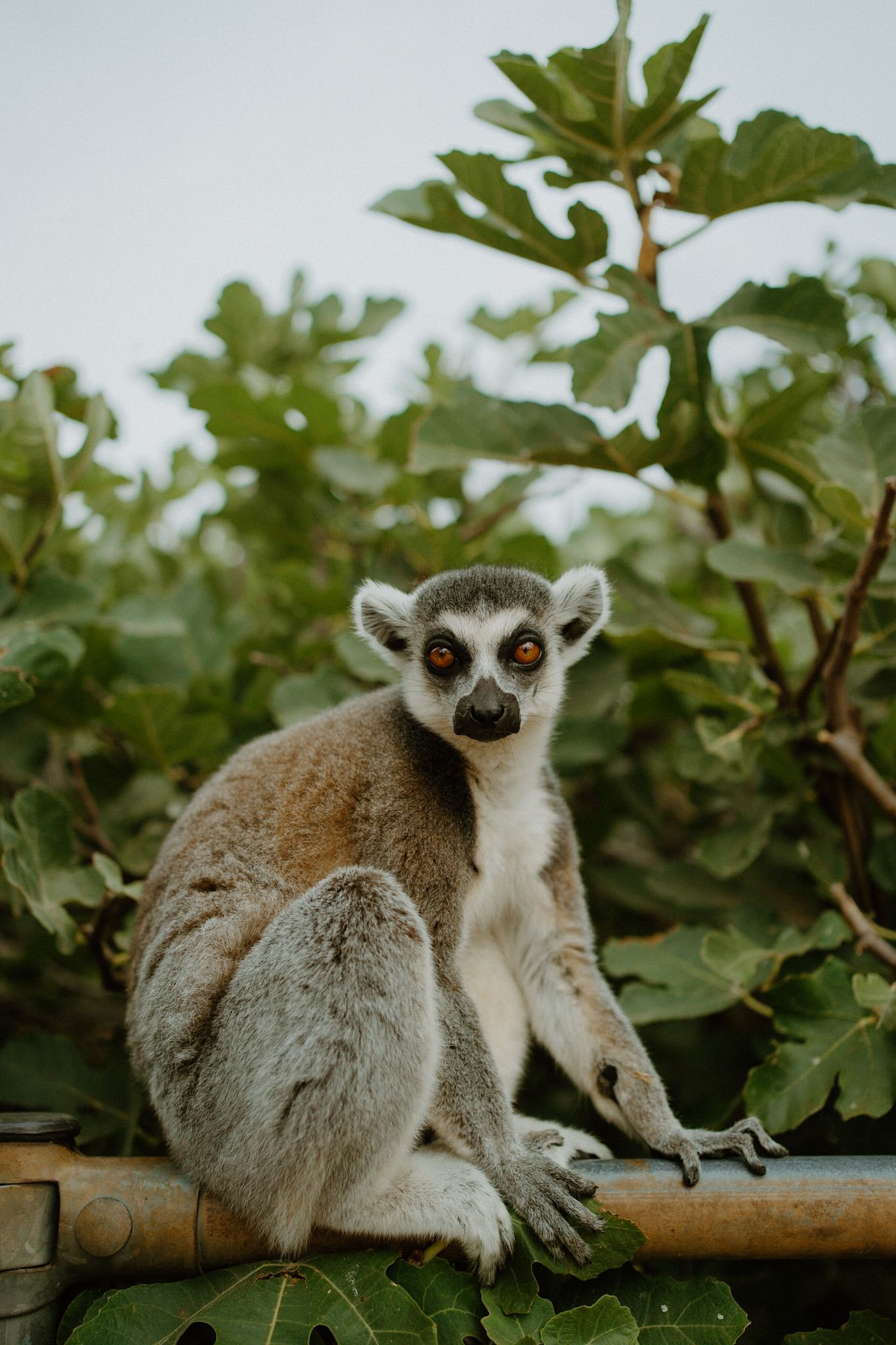 Ring-tailed lemur with distinctive large eyes sits perched on bamboo pole amid green foliage.