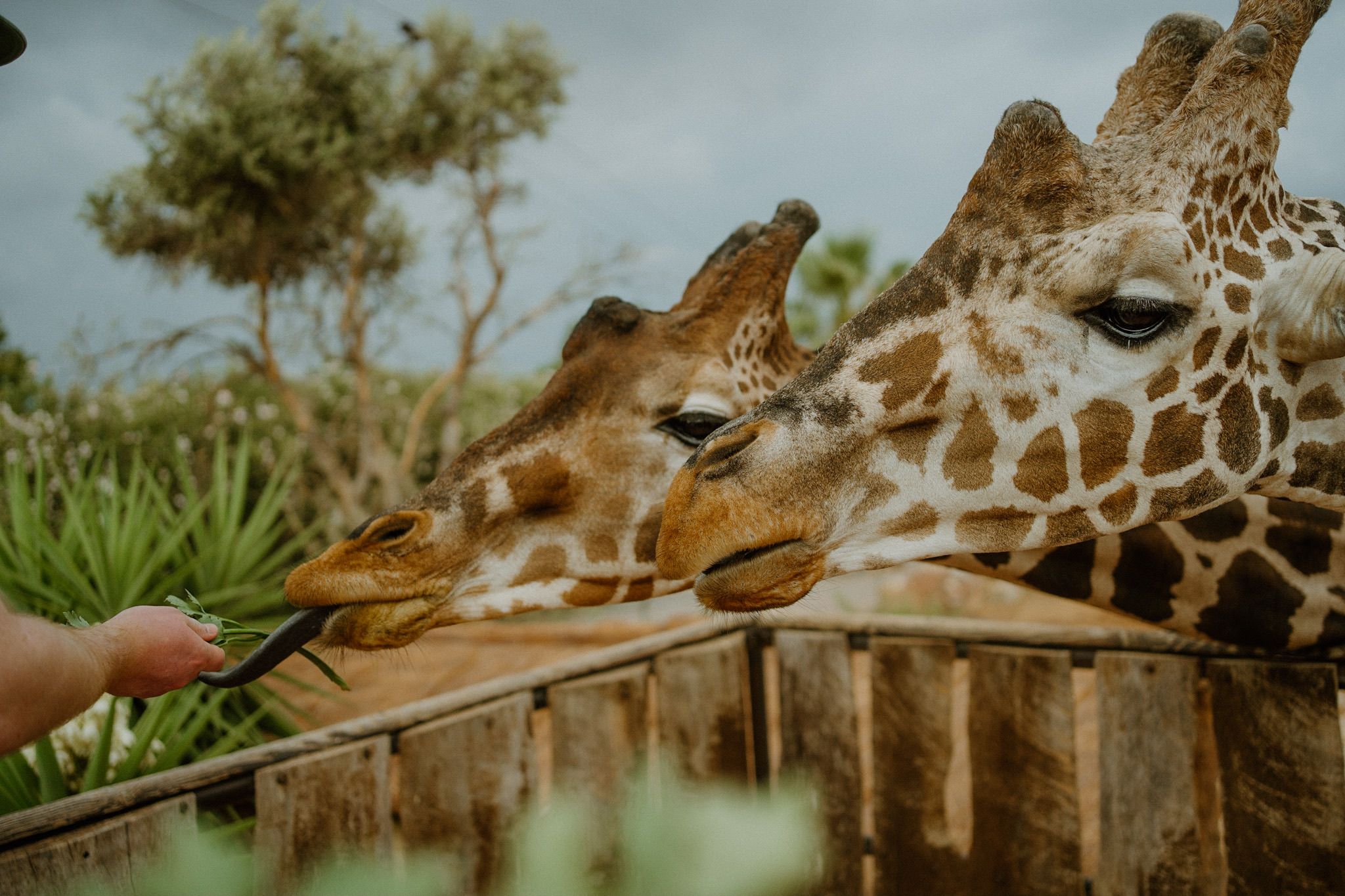 Two giraffes lean in close to be hand fed green vegetation at a wildlife encounter or safari park.