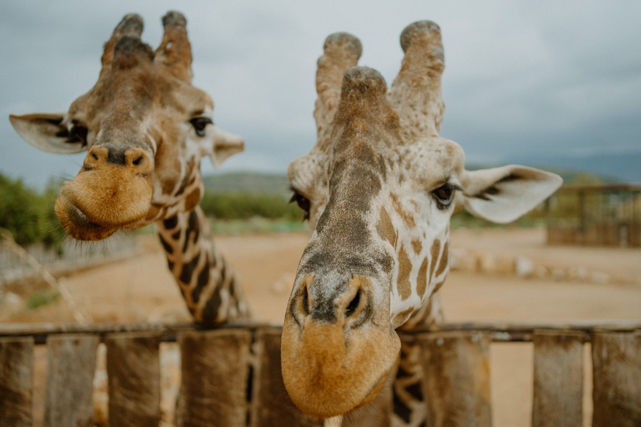 Two curious giraffes peek over a wooden fence with their long necks, showing their distinctive spotted patterns.