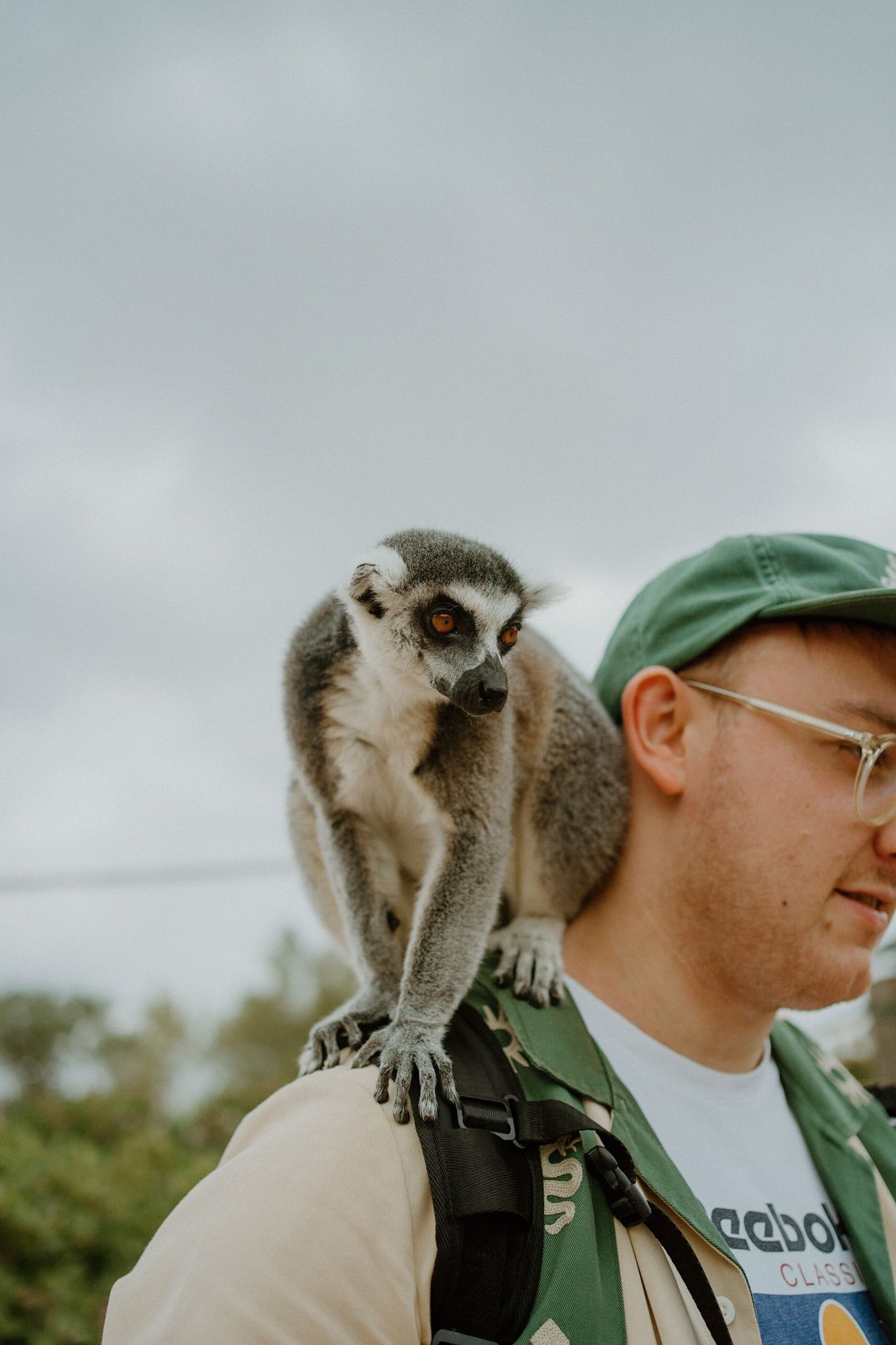 A curious ring-tailed lemur perches on the shoulder of a hiker wearing a green baseball cap and backpack in nature.