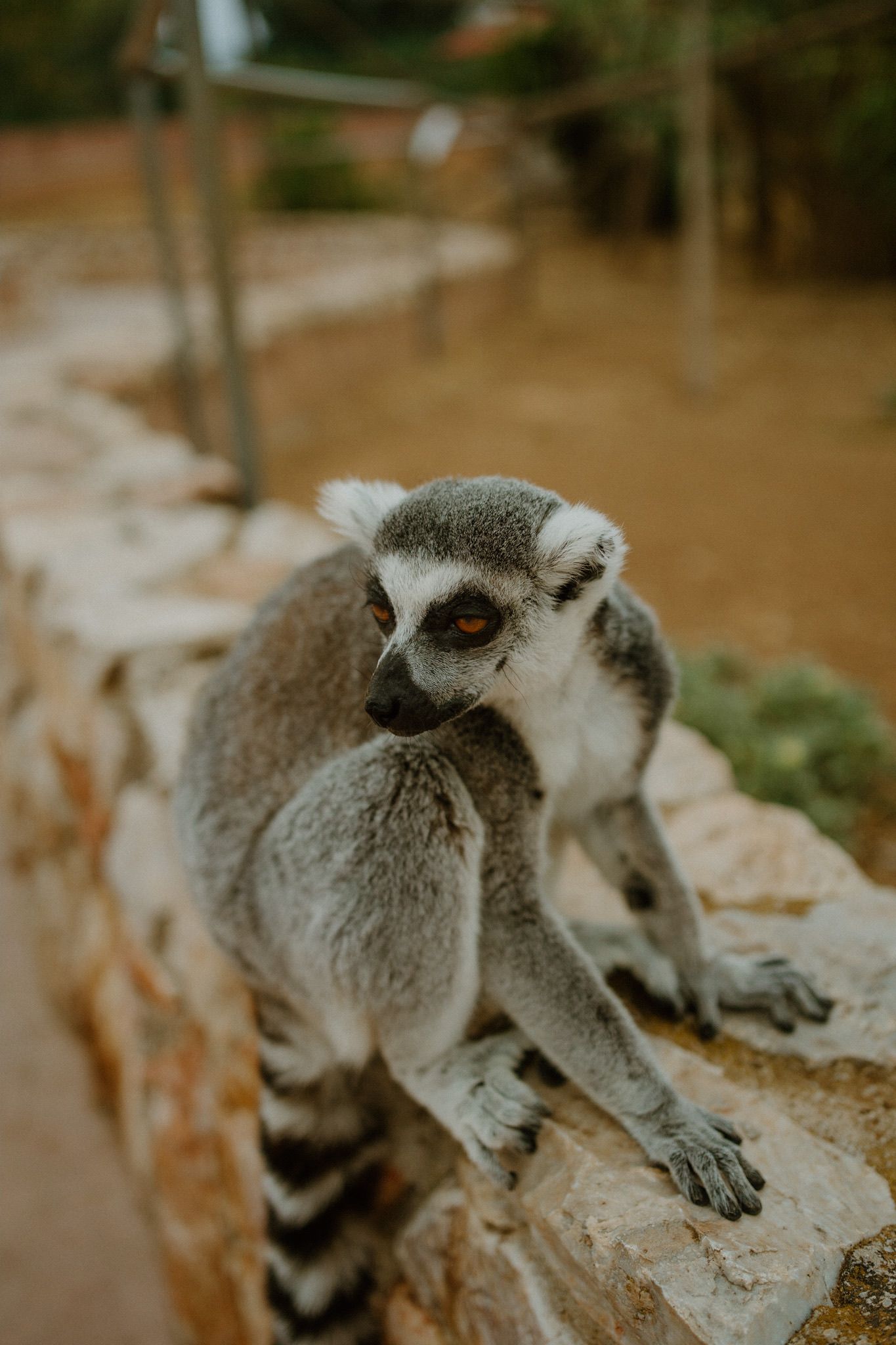 A ring-tailed lemur with distinctive black and white striped tail perches on a stone wall in natural lighting.