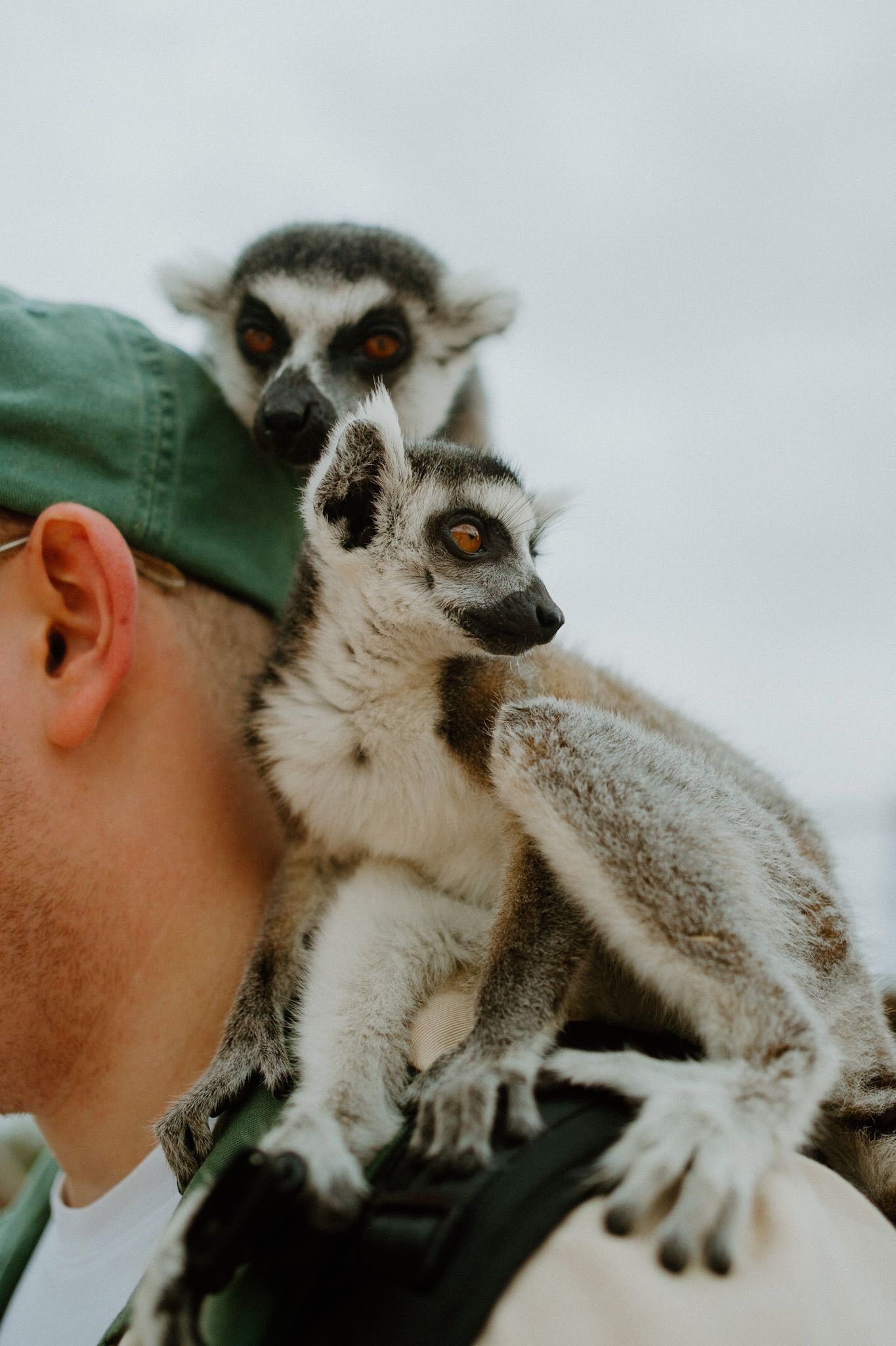 Two ring-tailed lemurs perch on someone's shoulder, showing their distinctive striped tails and bright orange eyes.
