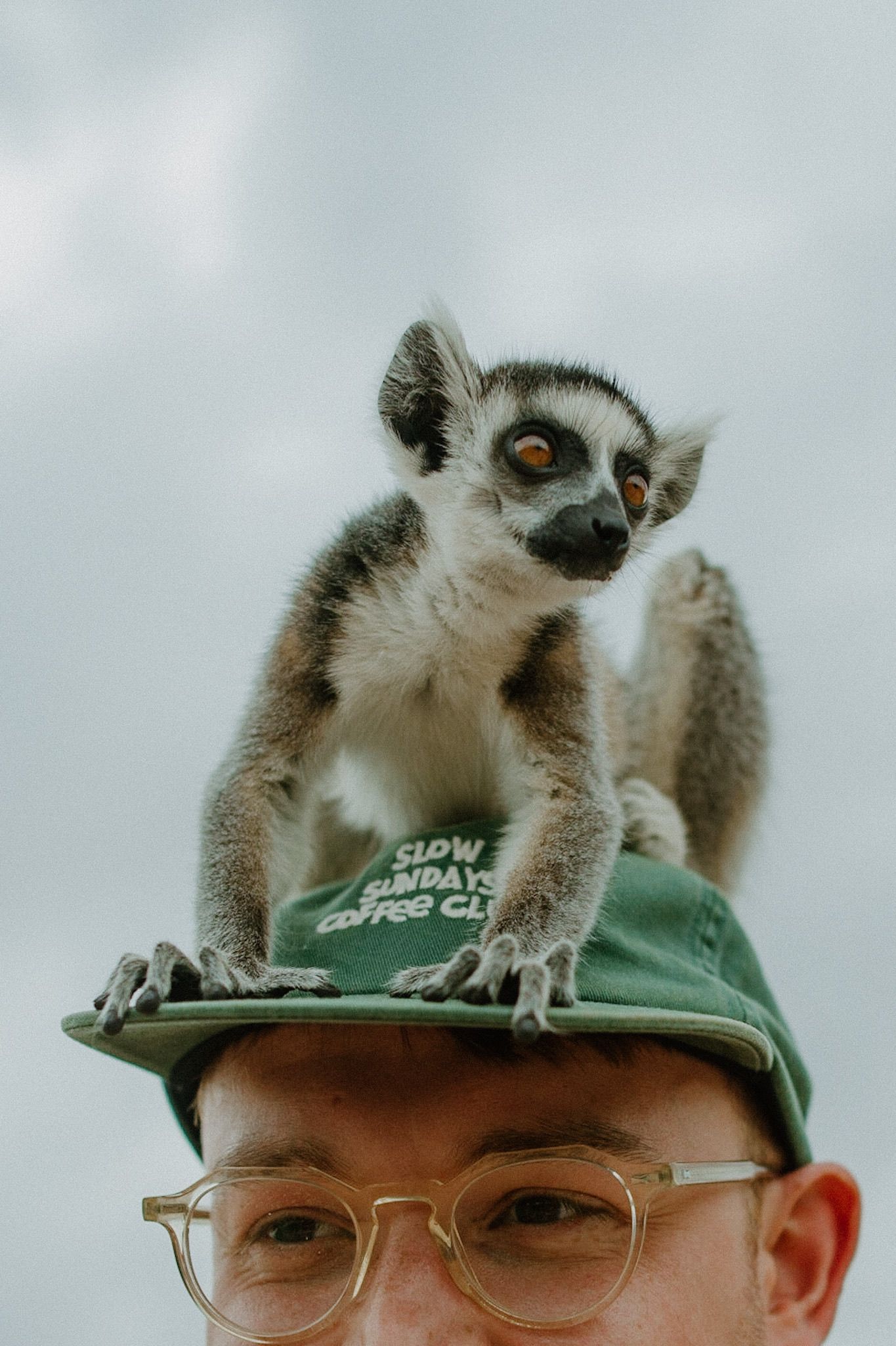 A curious ring-tailed lemur perches on a green baseball cap while looking to the side.