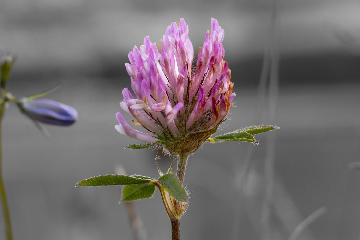 Close-up of a pink clover flower in selective color against a blurred background.