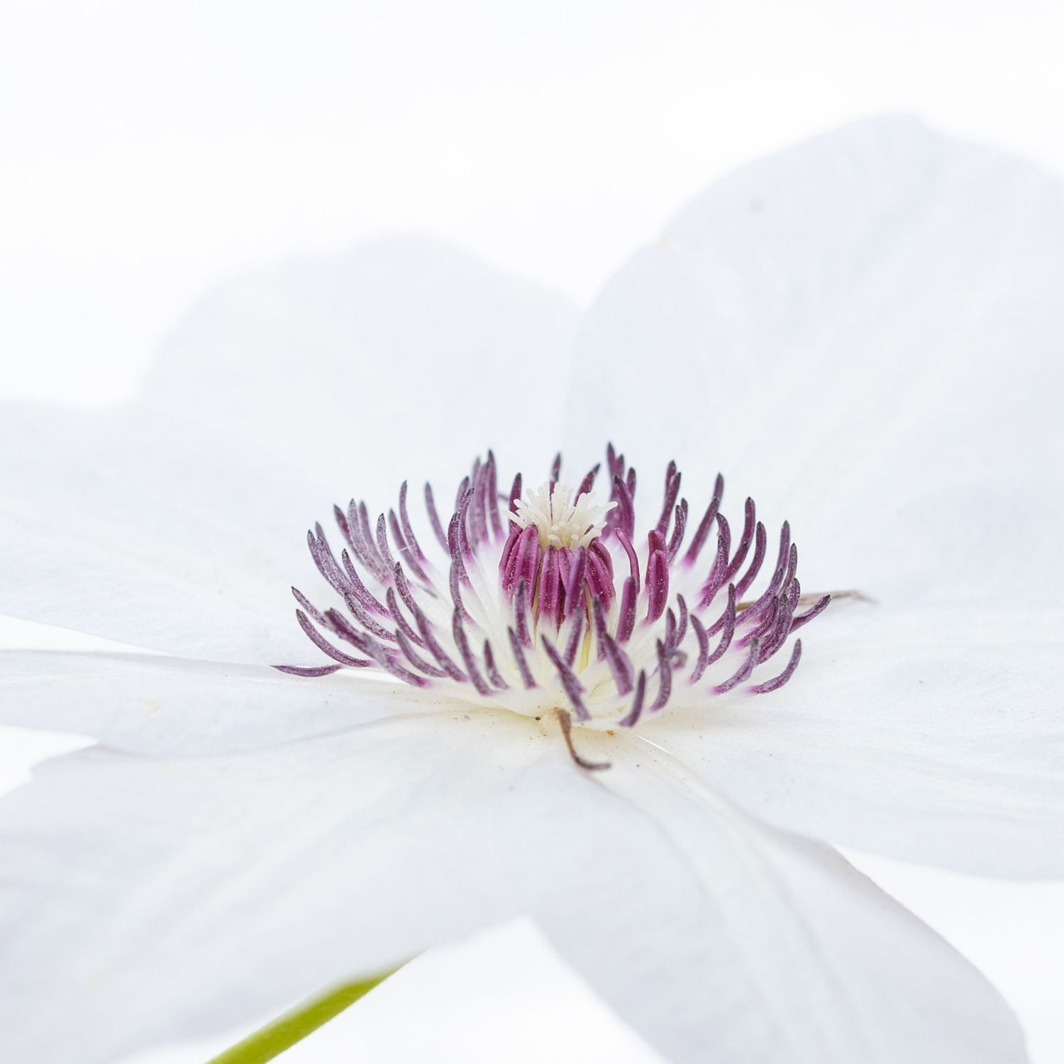 close up image of a white clematis flower with purple anthers