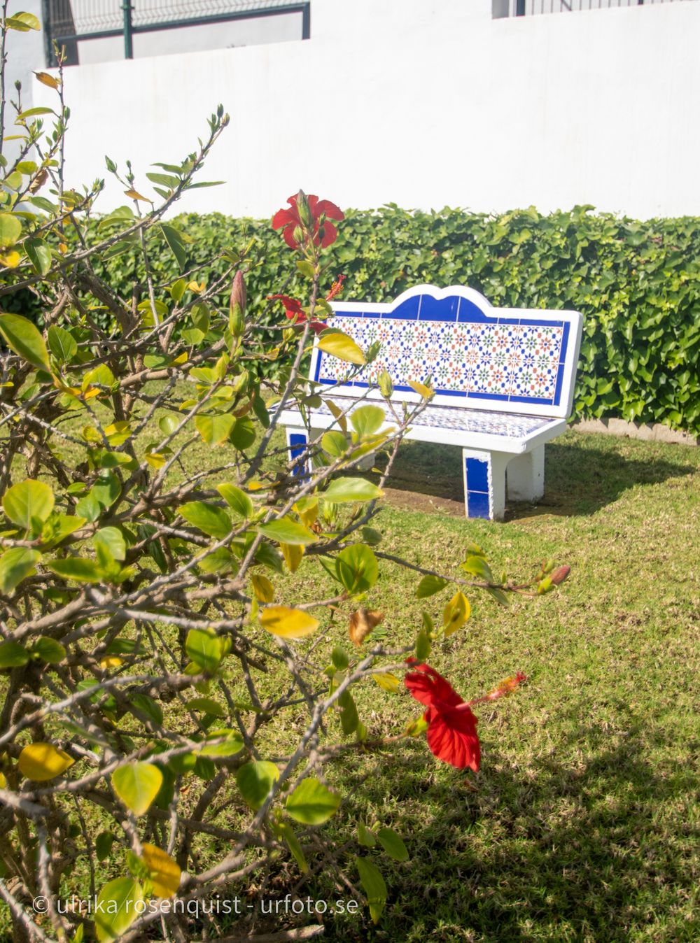 Decorative tiled bench in garden with green hedge and citrus tree with red flowers.