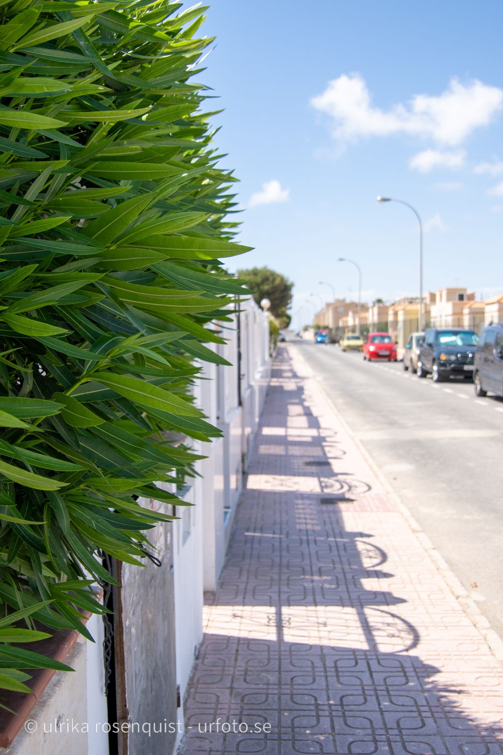 Street sidewalk with green tropical plants alongside parked cars and buildings under blue sky in urban setting.
