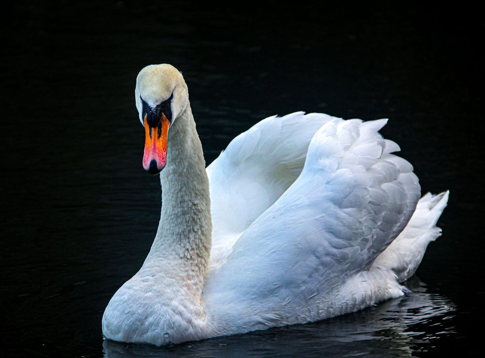 swan
