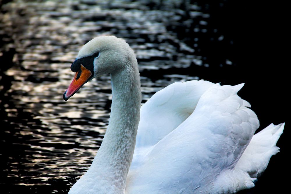 swan