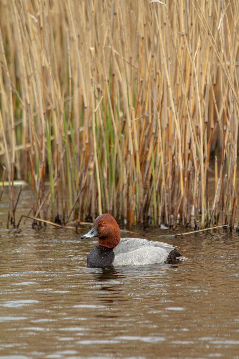 canvasback diving duck