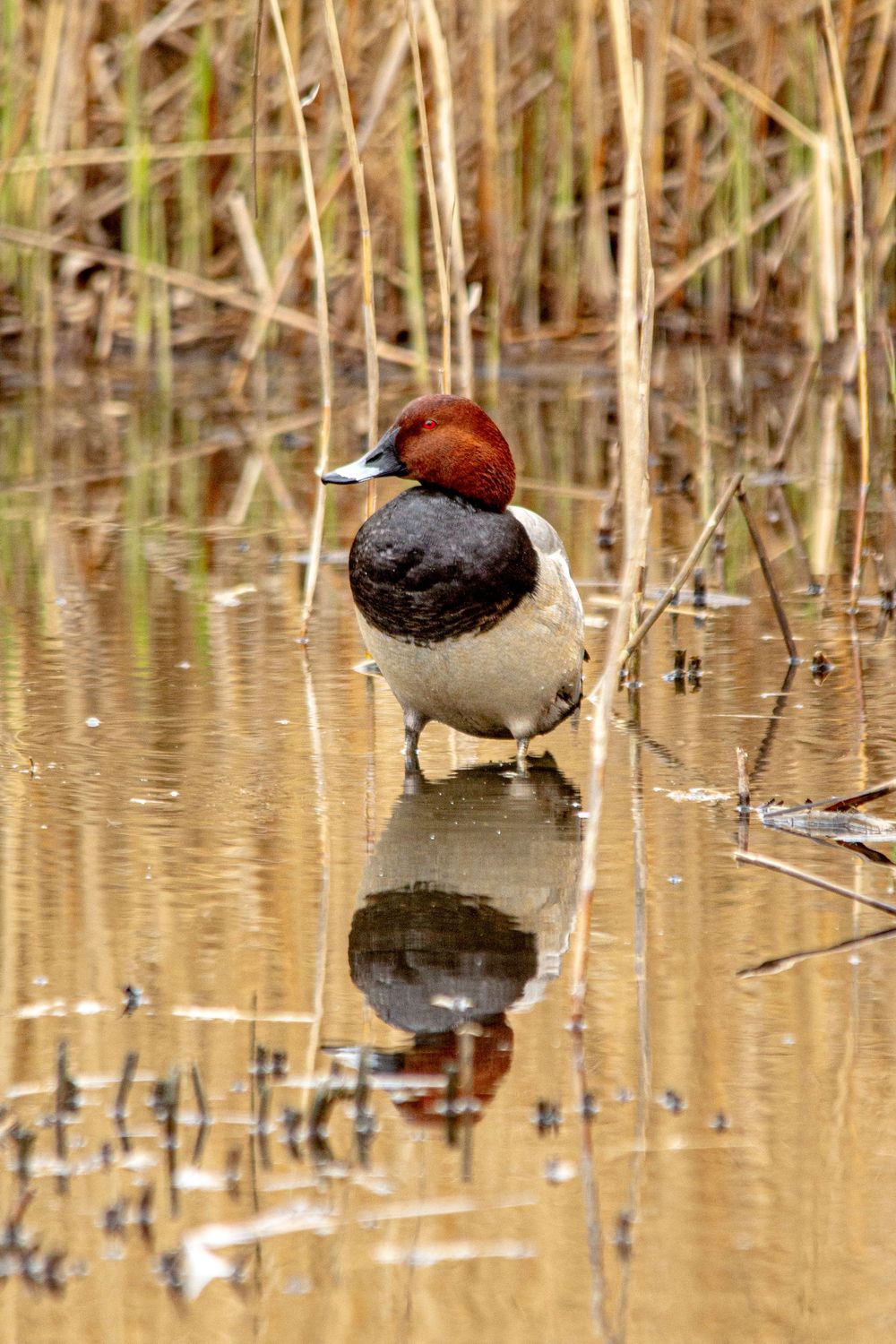 canvasback diving duck