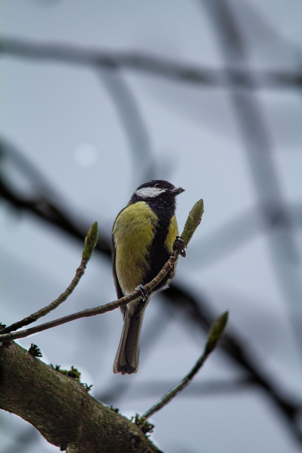great tit