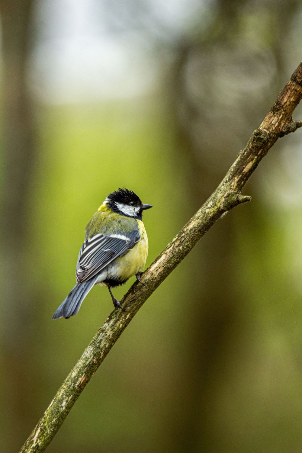 great tit
