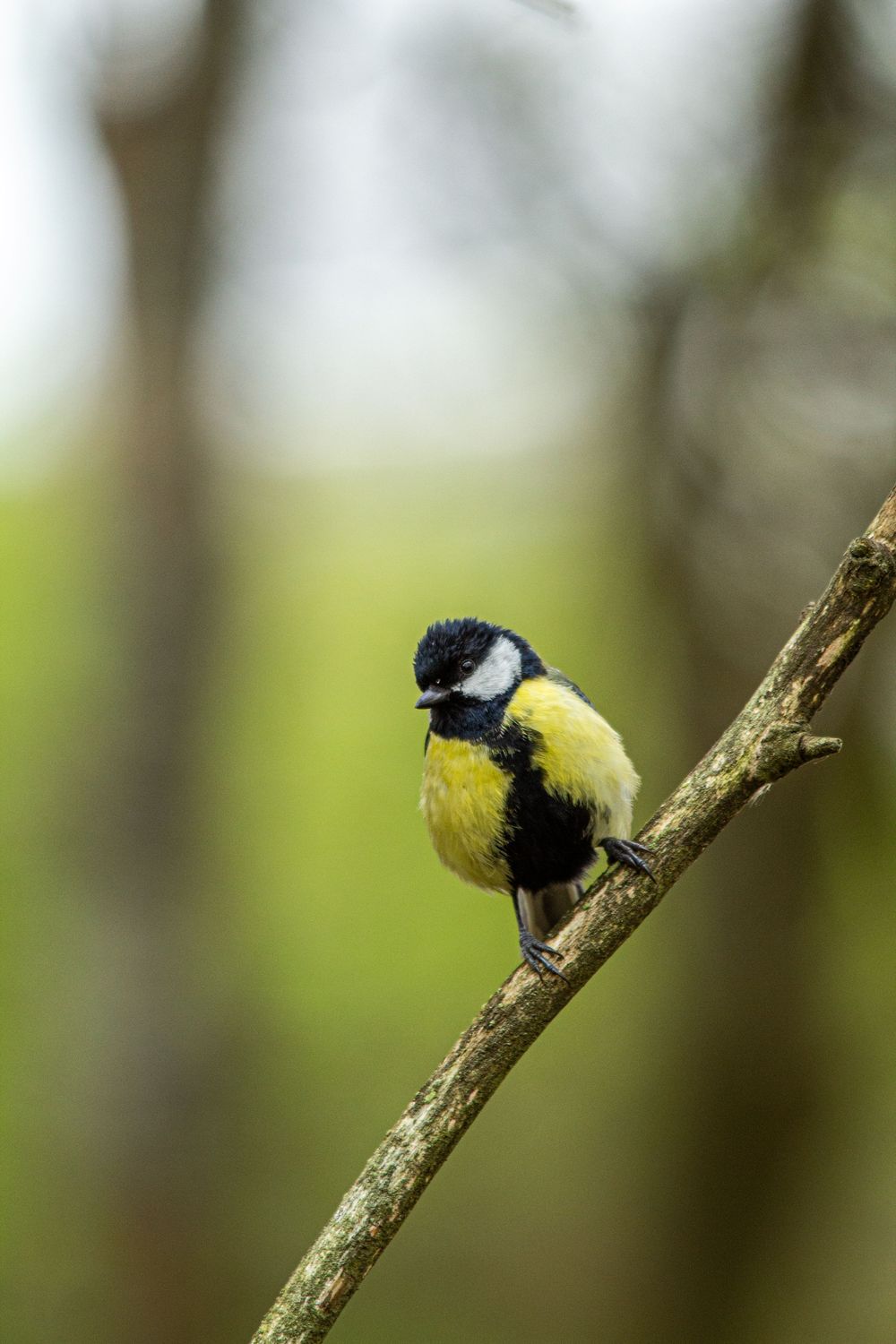 great tit