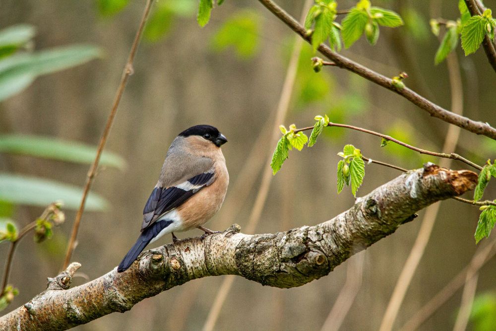 bullfinch