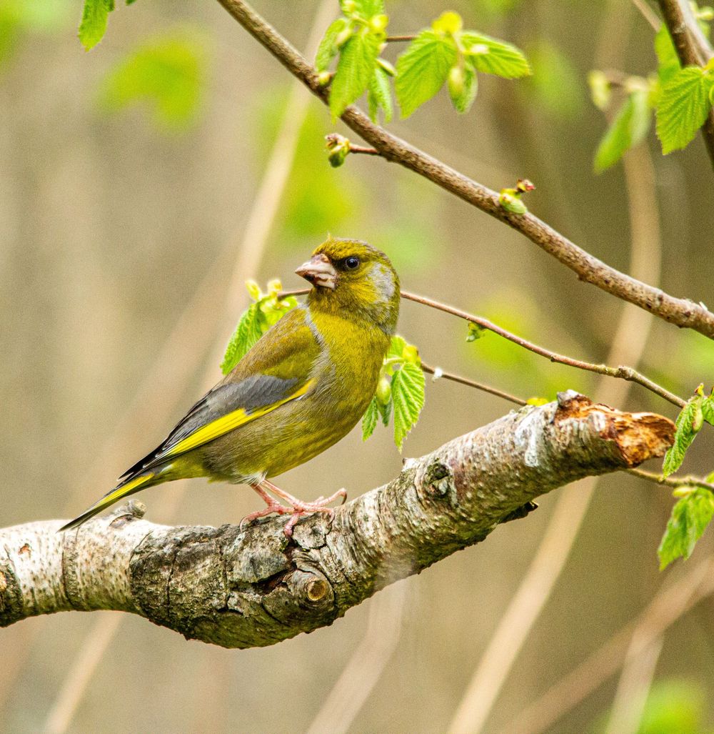 greenfinch