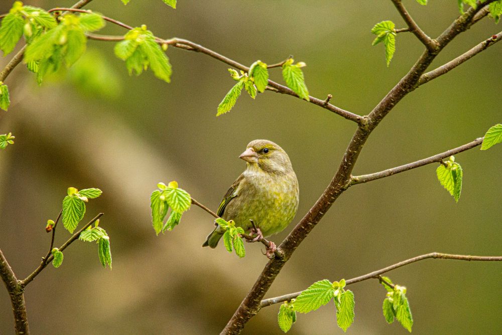 greenfinch