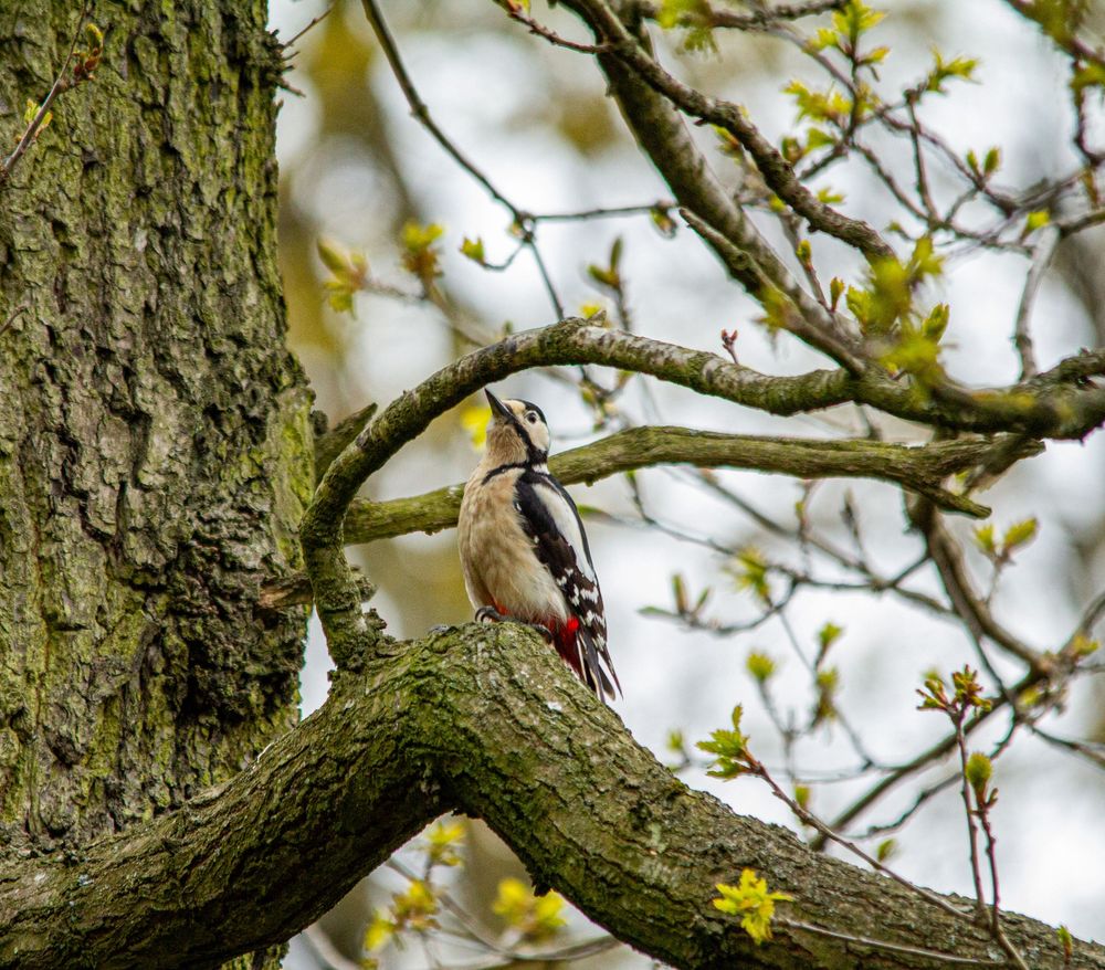 woodpecker