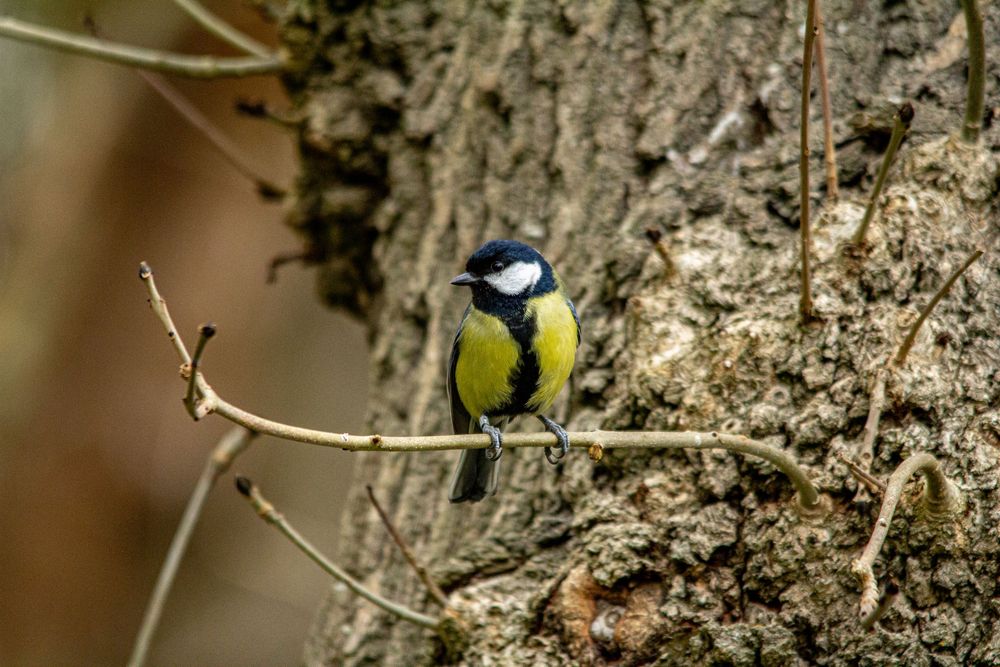 great tit