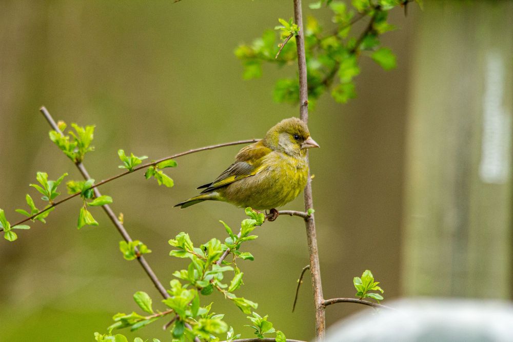 greenfinch