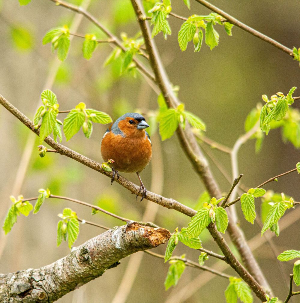 chaffinch