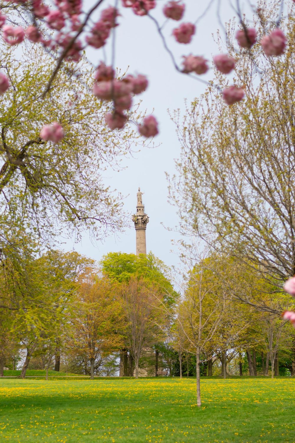 Cherry blossoms frame a tall monument tower rising above green parkland and spring trees.
