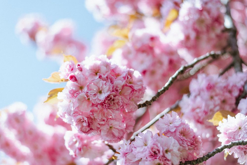 Close-up view of delicate pink cherry blossoms blooming against a soft blue spring sky.