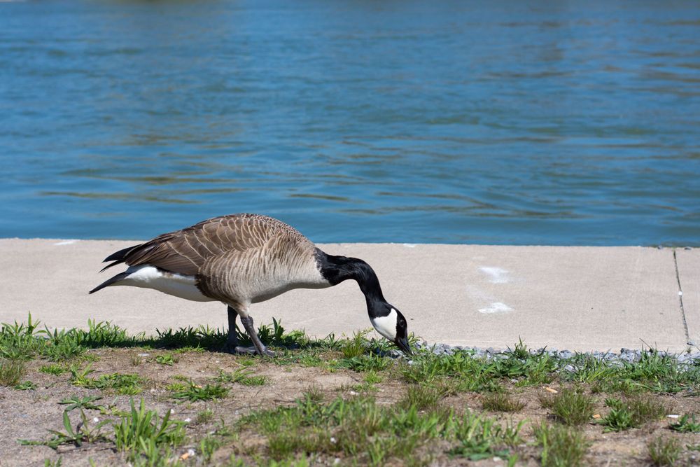 A Canada goose bends down to graze on grass along a riverbank with blue water in the background.