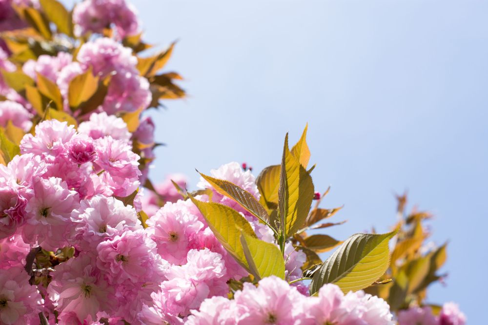 Beautiful pink cherry blossoms in full bloom against a blue spring sky with golden-brown new foliage emerging.